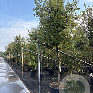Quercus ilex 180 cm stam container 18-20 leiboom