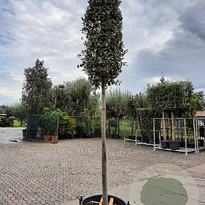 Quercus ilex 180 cm stam container 20-25