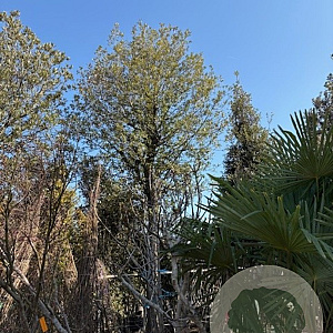 Quercus ilex 200 cm stam container