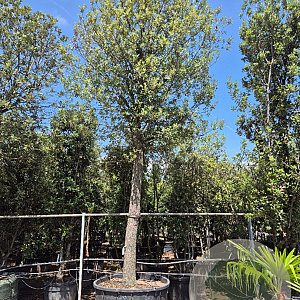 Quercus ilex 200 cm stam container