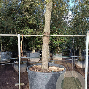 Quercus ilex 200 cm stam container