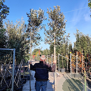 Quercus ilex 200 cm stam container 10-12 lei 150x120