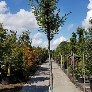 Quercus ilex 200 cm stam container 12-14