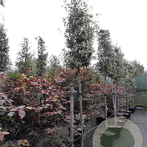 Quercus ilex 200 cm stam container 14-16 hoge lei