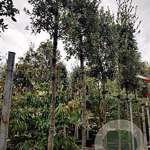 Quercus ilex 200 cm stam container 14-16 hoge lei