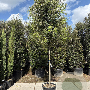 Quercus ilex 200 cm stam container 16-18 leiboom