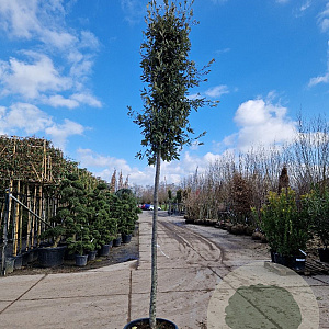 Quercus ilex 200 cm stam container 16-18 leiboom