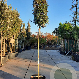 Quercus ilex 200 cm stam container 18-20