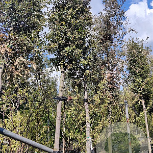 Quercus ilex 200 cm stam container 18-20 leiboom