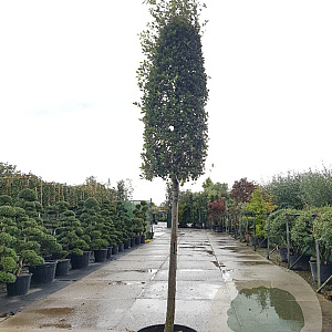 Quercus ilex 200 cm stam container 20-25 leiboom