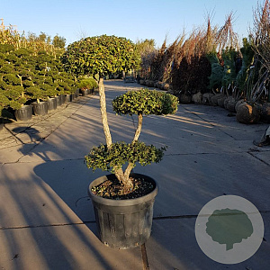Quercus suber 100-125 cm container