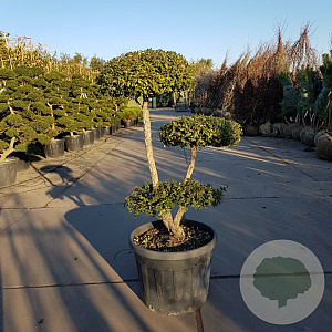 Quercus suber 100-125 cm container
