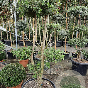 Quercus suber 100-125 cm container