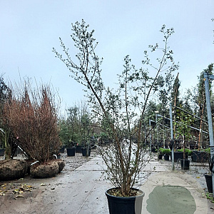 Quercus suber 175-200 cm 30L meerstammig