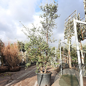Quercus suber 200-250 cm cont. 90L meerstammig