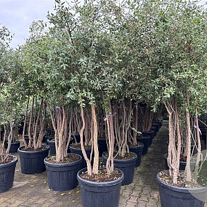 Quercus suber 200-250 cm cont. 110L MPS