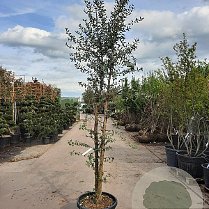 Quercus suber 250-300 cm container struikopstam