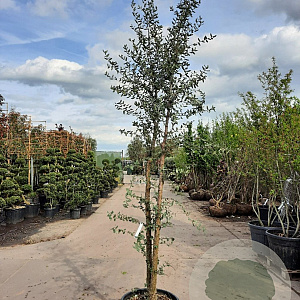 Quercus suber 250-300 cm container struikopstam