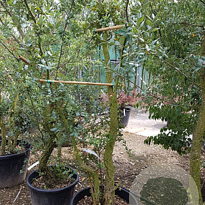 Quercus suber 250-300 cm container struik
