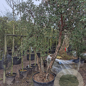 Quercus suber 250-300 cm cont. 230L meerstammig