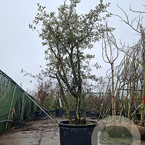Quercus suber 250-300 cm cont. 230L meerstammig