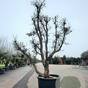 Quercus suber 350-400 cm container meerstammig extra
