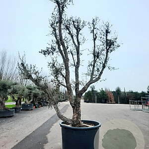 Quercus suber 350-400 cm container meerstammig extra
