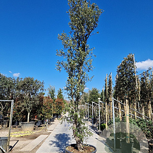 Quercus suber 400-450 cm cont. 200L meerstammig