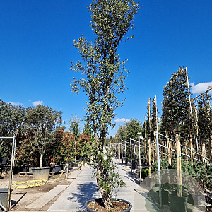 Quercus suber 400-450 cm cont. 200L meerstammig