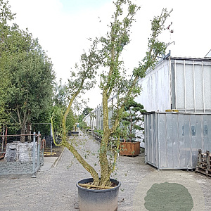 Quercus suber 450-500 cm cont. 230L meerstammig