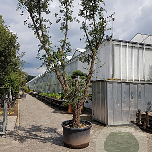 Quercus suber 450-500 cm cont. 500L