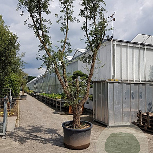 Quercus suber 450-500 cm cont. 500L