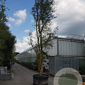 Quercus suber 550-600 cm container meerstammig