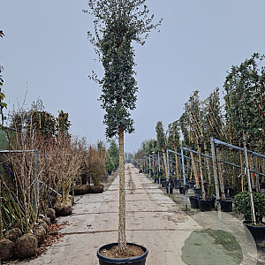 Quercus suber 180 cm stam container 20-25