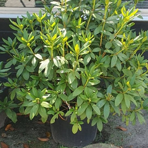 Rhododendron 'Cunningham's White' 100-120 cm container