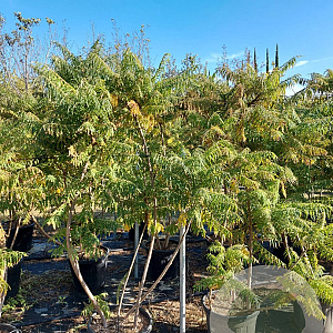 Rhus typhina 'Dissecta' 175-200 cm 35L