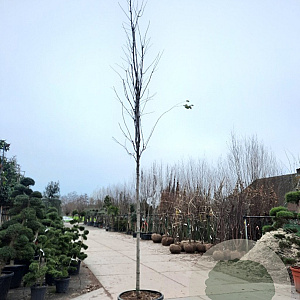 Robinia marg. Casque Rouge 200 cm stam container 16-18 leiboom