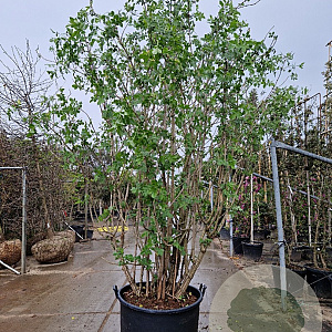 Sambucus nigra 250-300 cm cont. 160L meerstammig