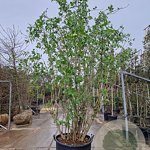 Sambucus nigra 250-300 cm cont. 160L meerstammig