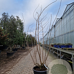 Sambucus nigra Black Beauty 250-300 cm container struikopstam