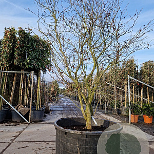 Stewartia pseudocamellia 250-300 cm container meerstammig