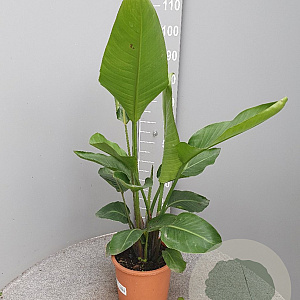 Strelitzia nicolai GM C6L