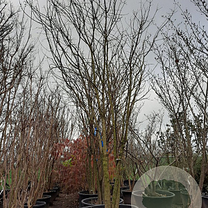 Styphnolobium japonicum 350-400 cm container meerstammig