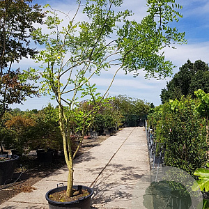 Styphnolobium japonicum 350-400 cm container meerstammig