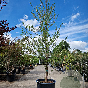 Styrax japonicus 250-300 cm container meerstammig