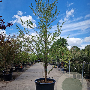 Styrax japonicus 250-300 cm container meerstammig