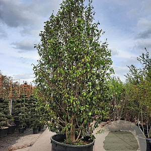 Sycoparrotia semidecidua 450-500 cm container
