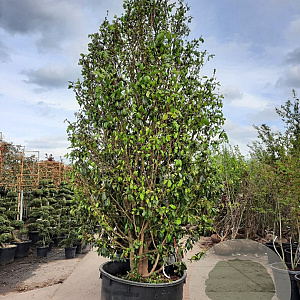 Sycoparrotia semidecidua 450-500 cm container