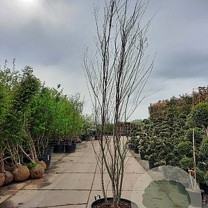 Tamarix africana 300-350 cm container meerstammig