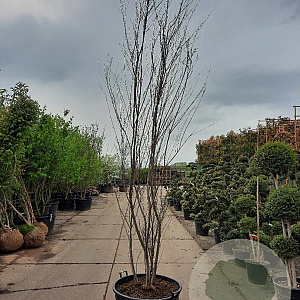 Tamarix africana 300-350 cm container meerstammig